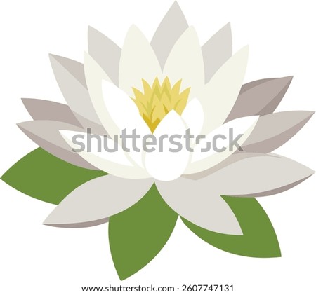 white water lily flower vector