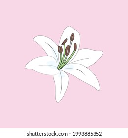 White water lily. Fully vector and editable.