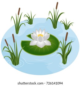 White water lily in pond surrounded by reeds in grass. Vector illustration