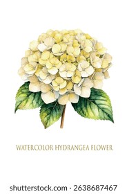 White watercolor hydrangea flower isolated on white background vector drawing.Botanical illustration.Floral painting.