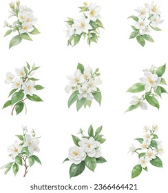 White watercolor jasmine flowers, buds and leaves set on white background. Vector illustration