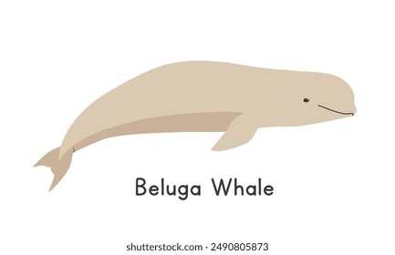 White whale vector illustration, cartoon clipart character, animal in flat style. Sea animals, underwater creatures, ocean animals, marine life concept. Beluga whale vector design isolated