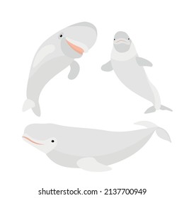 white whale vector illustration set