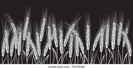 White wheat field isolated on black background. Set of wheat ears. Background for farms and bakeries. Collection of elements for company logos, print products, page and web decor or other design.