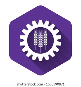 White Wheat and gear icon isolated with long shadow. Agriculture symbol with cereal grains and industrial gears. Industrial and agricultural. Purple hexagon button. Vector Illustration