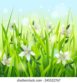 White Wild Anemones in Grass. Vector illustration.