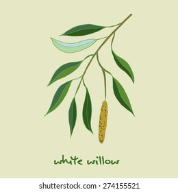 White Willow Branch