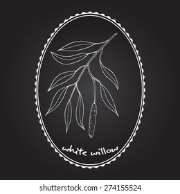 White willow branch