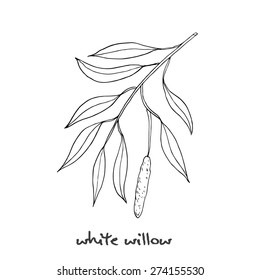 White Willow Branch