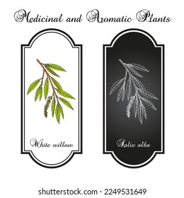 White willow branch salix alba, medicinal plant. Hand drawn botanical vector illustration