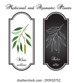 White willow branch. Vector illustration