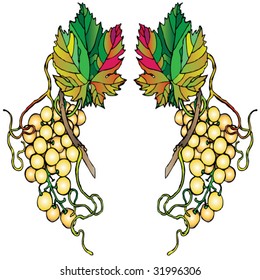 white wine grapes