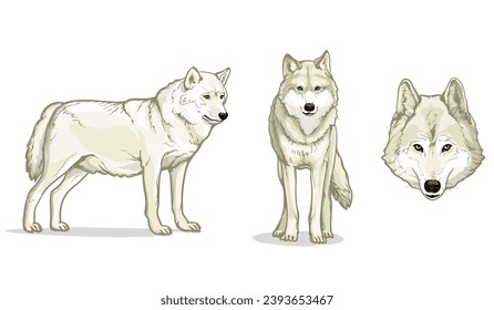 White Wolfs. Wild animal on a white background. Wolf vector illustration.