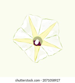 White yellow close up single morning glory flower in vector art illustration design