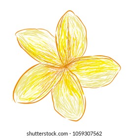 white and yellow Doodle Frangipani Flower
