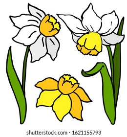 White and yellow jonquil on white isolated backdrop. Spring flowers for invitation or gift card, notebook, bath tile, scrapbook. Phone case or cloth print. Doodle style stock vector illustration