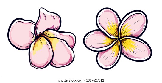 White and yellow Plumeria Flowers in drawing style on white background. Vector Illustration set. Tropical flowering plants collection. Flowers and leafs of Plumeria in art style.