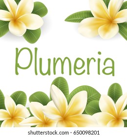 White and yellow Plumeria template card in realistic style on white background. Flowers and leafs of Plumeria in real style.