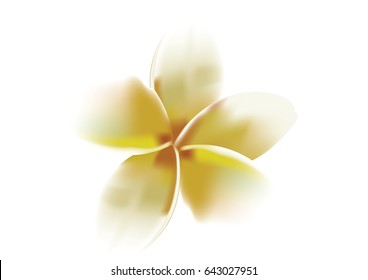 White and yellow Plumeria vector design . idea for you spa object