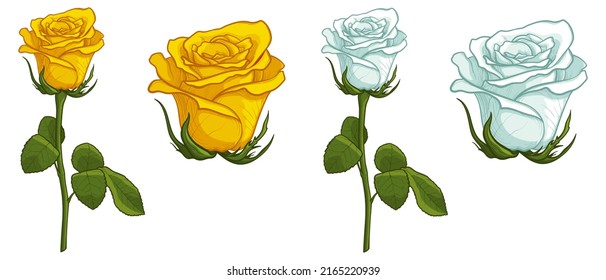 rosas blancas y amarillas aisladas en fondo blanco. Ilustración vectorial de las flores.