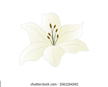 
White with a yellow shade of lily. flower icon. Vector design. 