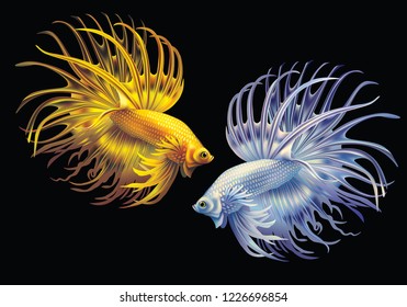 White and yellow Siamese fighting fish on a black background (Betta splendens)