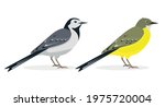 White and yellow wagtail birds. Different types of wagtails isolated on white background. Icons vector illustration for nature design.
