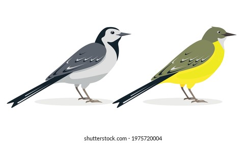 White and yellow wagtail birds. Different types of wagtails isolated on white background. Icons vector illustration for nature design.