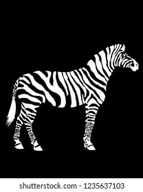 White zebra on a black background without outlines