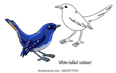 White-bellied redstart. Two hand-drawn birds with compact bodies and short beaks. They are bluish in color, with light patches on their bellies and wings. There is a bright yellow stripe on the tail.