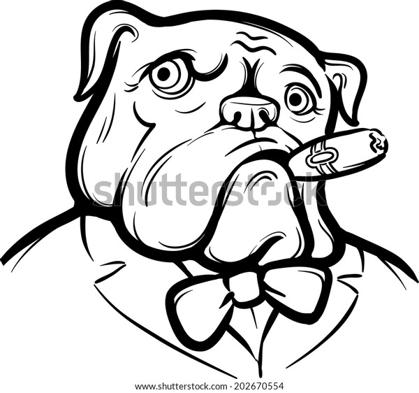 Whiteboard drawing old english bulldog cigar stock vector royalty free
