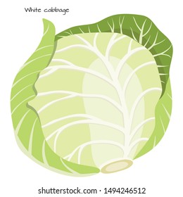 White-cabbage isolated on white background. Healthy nutrition. Vegan, vegetarian diet. Whole vegetable. Organic raw vegan healthy food. Vector illustration for design.