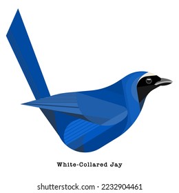 White-collared jay Bird vector illustration on white background