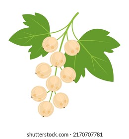 Whitecurrant branch isolated on white background. Ribes niveum, yellow or white currant berry icon for package design. Vector berries illustration in flat style.