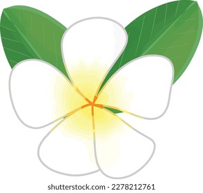 The white-edged yellow flower of frangipani or plumeria . Hand drawing vector transparent illustration