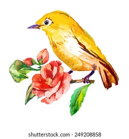 White-eye bird watercolor isolated on a white background. Cute birds for your design. Vector.