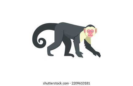 White  faced capuchin monkey (Cebus capucinus) american native animal  flat vector illustration isolated white background 