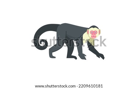White-faced capuchin monkey (Cebus capucinus) american native animal, flat vector illustration isolated on white background 