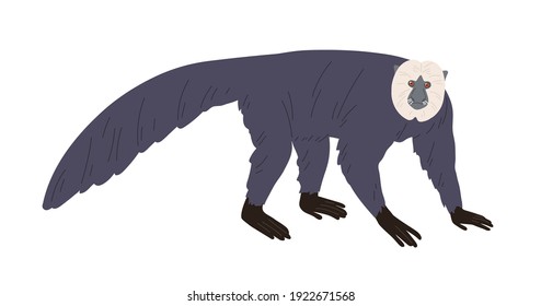 Saki de cara blanca o mono americano cubierto con un abrigo esponjoso y largos pelos en hocico. Exótico animal tambaleante parado en los cuatro. Ilustración vectorial plana coloreada aislada en fondo blanco