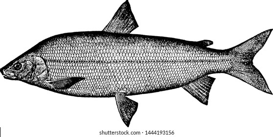 Whitefish, vintage engraved illustration drawing