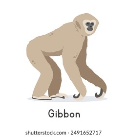 White-handed gibbon vector illustration, cartoon clipart character, animal in flat style. Wild animals, wild creatures, wildlife concept. Lar gibbon vector design isolated on white background