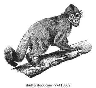 White-headed capuchin (Cebus capucinus) / vintage illustration from Meyers Konversations-Lexikon 1897
