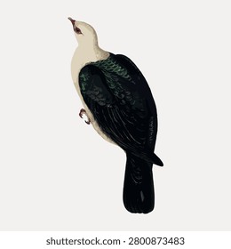 White-headed fruit pigeon bird illustration isolated on white, vector.
