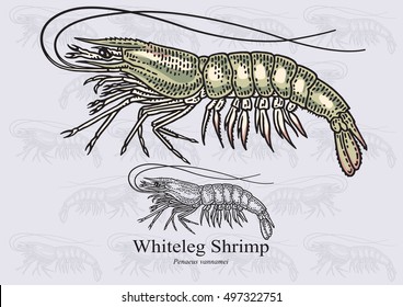 Whiteleg Shrimp, Vannamei. Vector illustration with refined details and optimized stroke that allows the image to be used in small sizes (in packaging design, decoration, educational graphics, etc.)