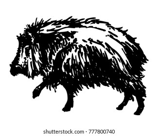 White-lipped peccary ink drawing. Vector illustration of skunk pig