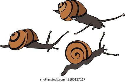 White-lipped snail (Cepaea hortensis) isolated on white background