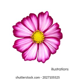 White-red daisy flower isolated on a white background.