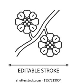 Whitestem paperflower linear icon. Psilostrophe cooperi. Cooper paper daisy. Mexican, American exotic flower. Thin line illustration. Contour symbol. Vector isolated outline drawing. Editable stroke