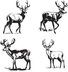 Whitetail Buck, Dynamic Pose Simple Graphic, Cartoon Vector Art, Sticker, Black On White Background 