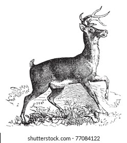 Whitetail, Carausius virginianus or Virginia deer vintage engraving. Old engraved illustration of whitetail. Trousset encyclopedia.